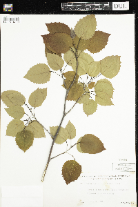 Populus grandidentata image