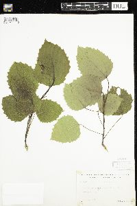 Populus grandidentata image