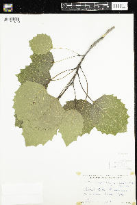 Populus grandidentata image