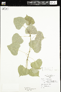 Populus deltoides image