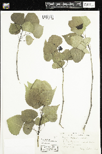 Populus deltoides image