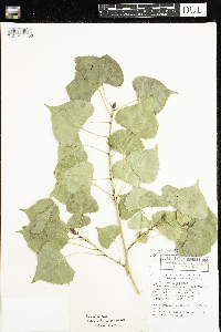 Populus deltoides image