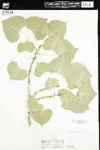 Populus deltoides image