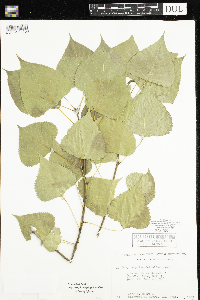 Populus deltoides image