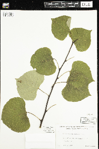 Populus deltoides image
