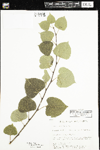 Populus deltoides image