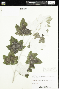 Populus alba image