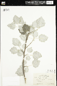Populus alba image