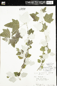Populus alba image