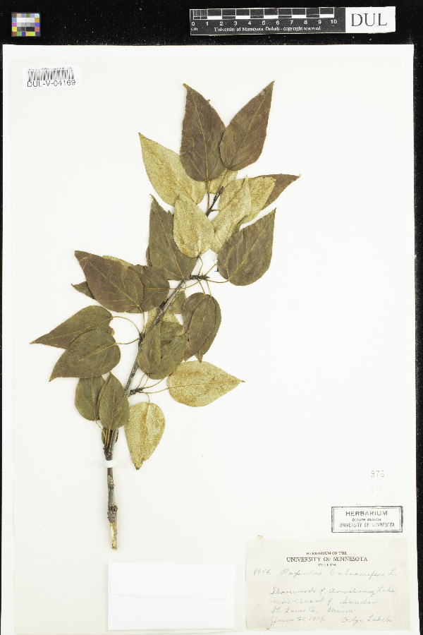 Populus balsamifera image