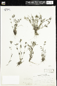 Houstonia longifolia image