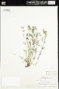 Houstonia longifolia image