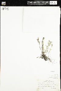 Houstonia longifolia image