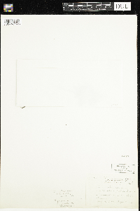 Houstonia longifolia image