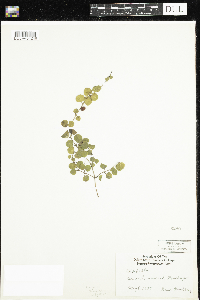 Mitchella repens image