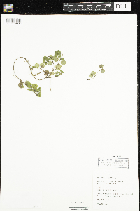 Mitchella repens image