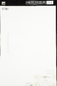 Mitchella repens image