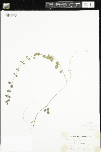 Mitchella repens image