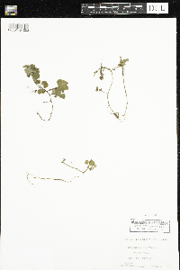 Mitchella repens image