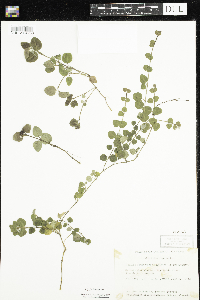 Mitchella repens image