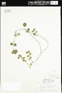 Mitchella repens image