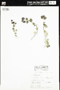 Mitchella repens image