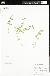Mitchella repens image