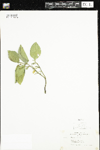 Image of Citrus grandis