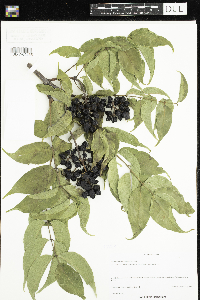 Media resource of Phellodendron amurense