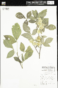 Ptelea trifoliata image