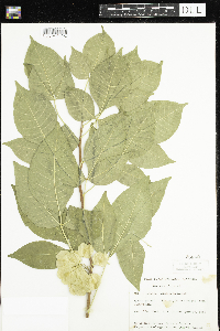 Ptelea trifoliata image