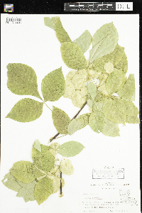 Ptelea trifoliata image