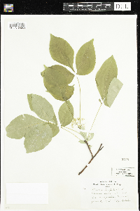 Ptelea trifoliata image