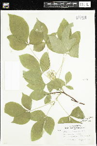 Ptelea trifoliata image