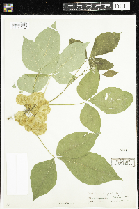 Ptelea trifoliata image