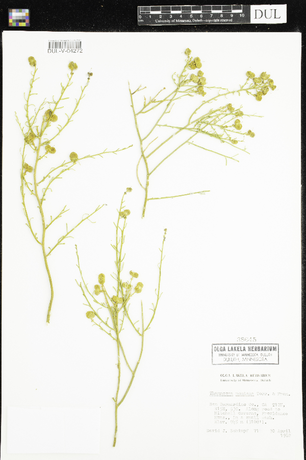 Thamnosma montana image