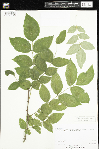 Zanthoxylum americanum image