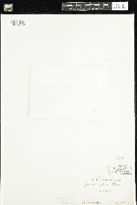 Zanthoxylum americanum image