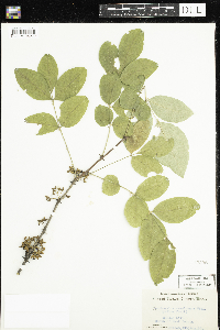 Zanthoxylum americanum image