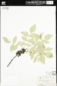 Zanthoxylum americanum image