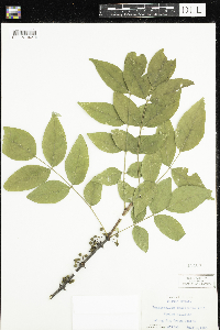 Zanthoxylum americanum image