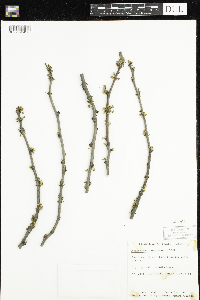 Zanthoxylum americanum image