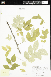 Zanthoxylum americanum image