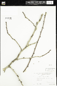 Zanthoxylum americanum image