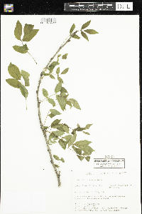Zanthoxylum americanum image