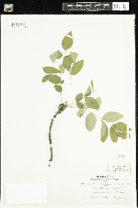 Zanthoxylum americanum image