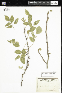 thumbnail image of current specimen