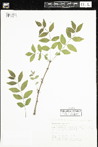 Zanthoxylum americanum image
