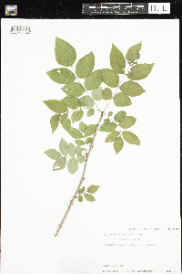Zanthoxylum americanum image