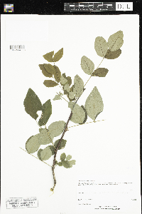 Zanthoxylum americanum image